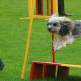 Foto van Linsey