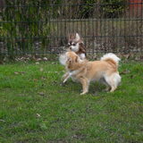 Spelen met een andere Chi:)