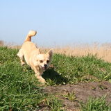 Foto van Bonny en Puk