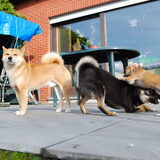 Jethro, Kaylee, Toby
