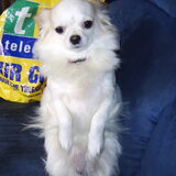 Fotomodel daisy