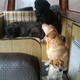 lekker met de camper op pad met de honden gezellig.....