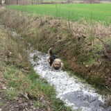 Foto van liesbeth,Turbo,Luna, Levi en Faith