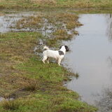 Foto van liesbeth,Turbo,Luna, Levi en Faith
