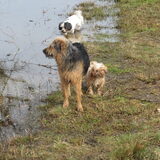 Foto van liesbeth,Turbo,Luna, Levi en Faith