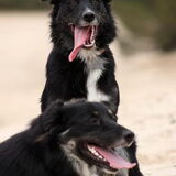 Achter Mara voor Tobi, volle broer van Mara. Gemaakt door Rianne