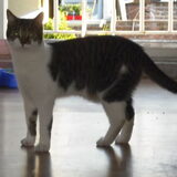 rox dr beste vriendje poes
