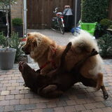 Stoeien met Sem