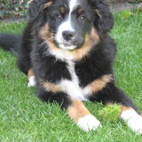 Toen Bailey net bij ons was 12 weken (L)