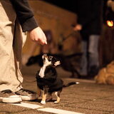 Puppy cursus
