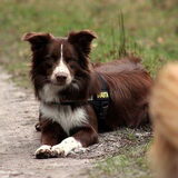 HP Wandeling Zwolsche Bos