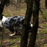 HP Wandeling Zwolsche Bos