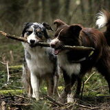 Shasta met Chica?? (Aussie)