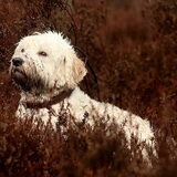 Knappe Dhaan.. Wat hou ik van die hond :)