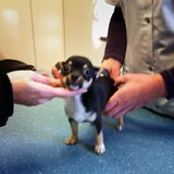(beetje onscherp maar zo leuk!) Twinko, 10 weken oud, laatste checkup…