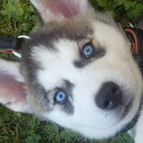 mijn lieve husky pup ocean die gestorven is na 9 weken :-(