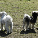 Foto van Melissa, Dempsey, Taiko, Minos & *Nina*