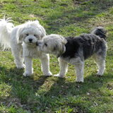 Foto van Melissa, Dempsey, Taiko, Minos & *Nina*