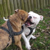 Foto van Sasch&de 2 idioten ^.^