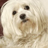 Lieve Sacha ... na het vertrek van Toby was je plots een hele andere…