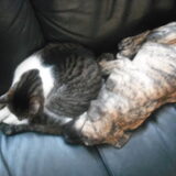Poes & rox zijn dikke vrienden ondanks dat ze wel hard met elkaar…