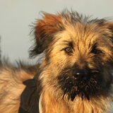 Foto van team Shadow