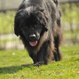 Foto van Inge, Rottweiler Nika & m'n Canadeesje(s)