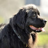 Foto van Inge, Rottweiler Nika & m'n Canadeesje(s)