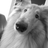 Mooie hond van mij