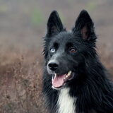 Foto van Rianne