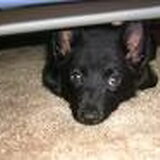 Dit is een schat van een hond!!!!!!!!!