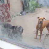 DANGER EN KIBA ACHTER HET HUIS