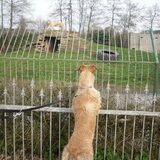 Fennah die de tijger wel impressionant vond! (Olmense Zoo 24/03/2012)