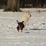 Foto van team Shadow