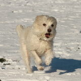 Foto van team Shadow