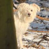 Foto van team Shadow