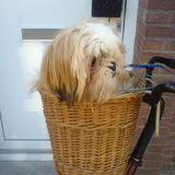 Molly vind het erg leuk om in het fietsmandje te zitten. Dan kan ze…