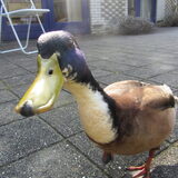 Duck die inmiddels al weer 3/4 jaar bij ons komt
