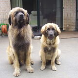 Foto van triumph