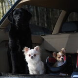 Pasja, Sofie en logeetje Hummer