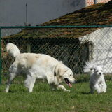 Dempsey speelt met Max op de hondenweide
