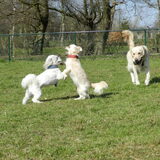 Dempsey, Romi en Osip op de hondenweide