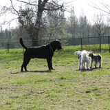 Max, Dempsey en Taiko op de hondenweide