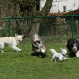 Dempsey speelt het liefst met grote honden op de hondenweide :D