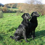 Hutch samen met zijn vriendin Impy, onze tweede Flatcoated Retriever
