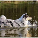 Merle lekker aan het zwemmen :)