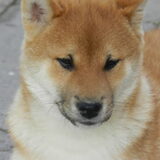Foto van Joni, Kenshi en Kodi.