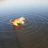 Nu sinds een week durft hij het water in...maar hij komt er ook niet…