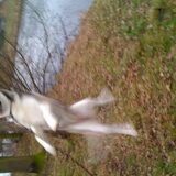 Foto van Huskylove