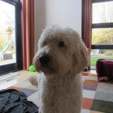 Foto van Dewi & de doodles